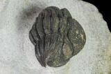 Morocconites Trilobite With Morocops - Ofaten, Morocco #137534-7